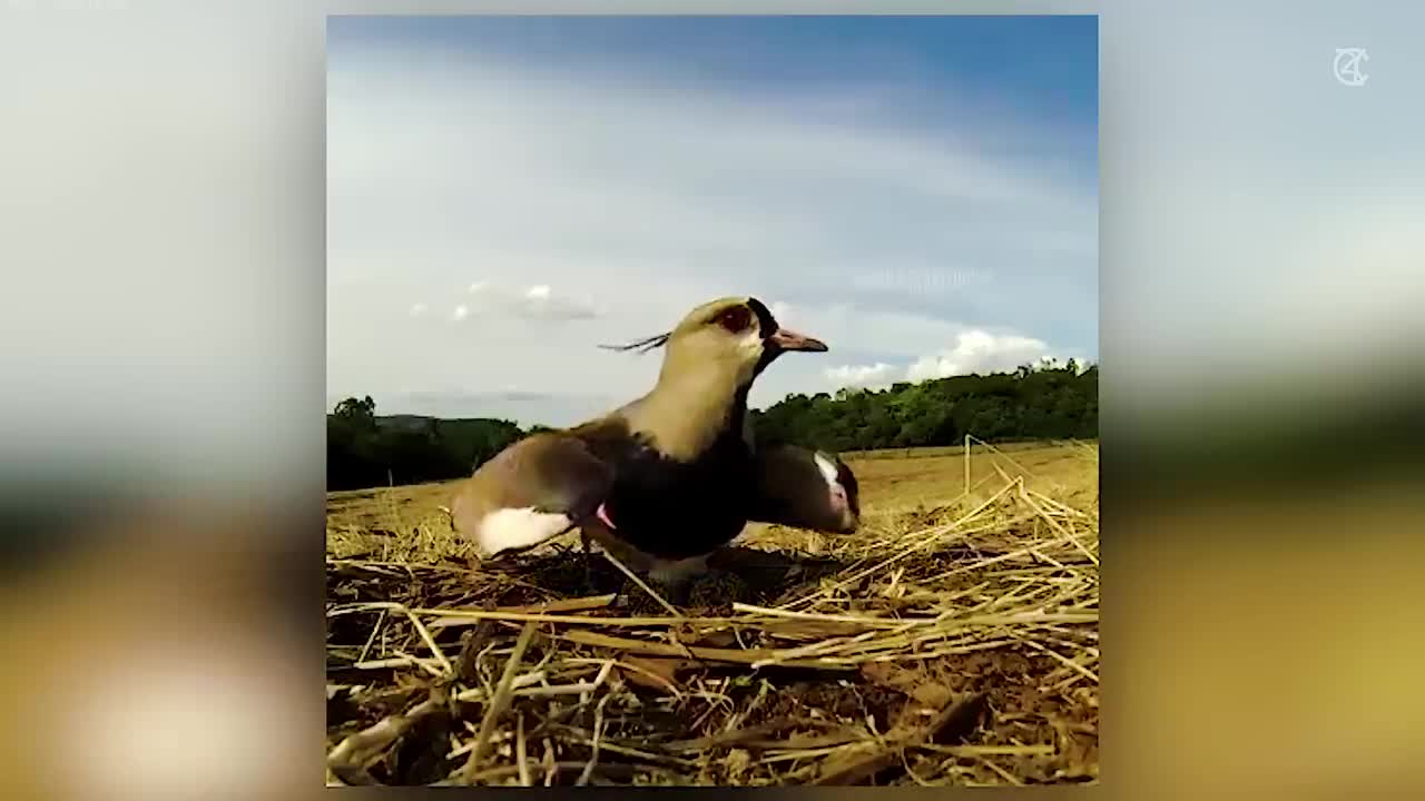 Capturing animal fun activities on camera