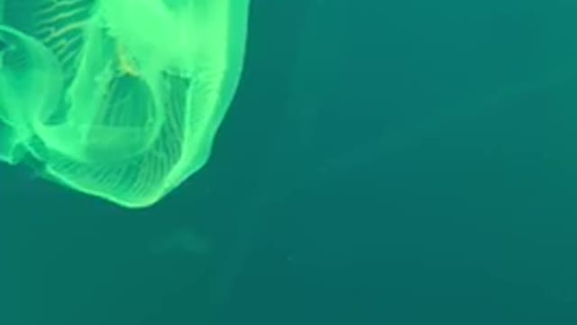 Colorful jellyfish are swimming.