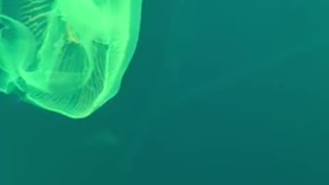 Colorful jellyfish are swimming.