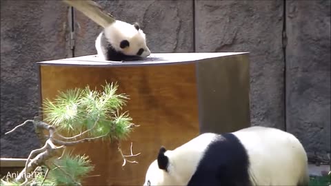 cute pandas compilation, try no to laugh