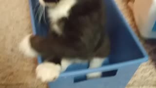 Cute cat plays with new toy