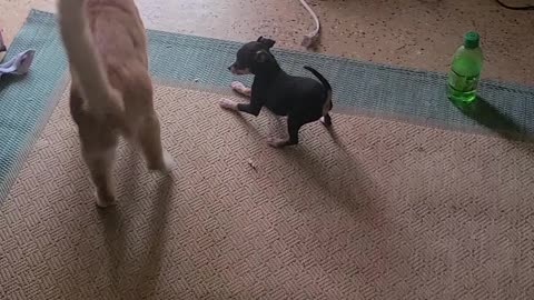 Chihuahua puppy playing with cat