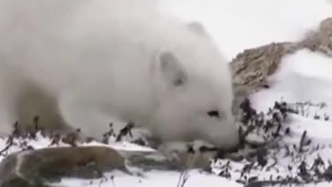 Wildlife