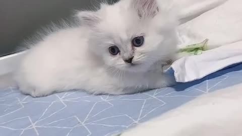 Aww Cute Baby Cat Video Funny