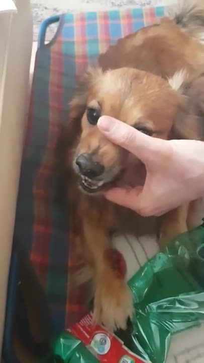 Funny angry la la dog