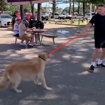 Lazy dog doesn't want to go back home