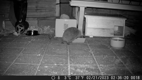 Another hedgehog finds the food - Ein anderer Igel findet das Futter