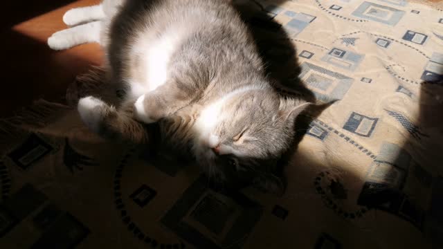 A Cat lying lazily on the carpet floor