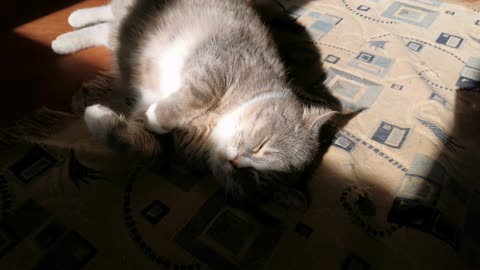 A Cat lying lazily on the carpet floor