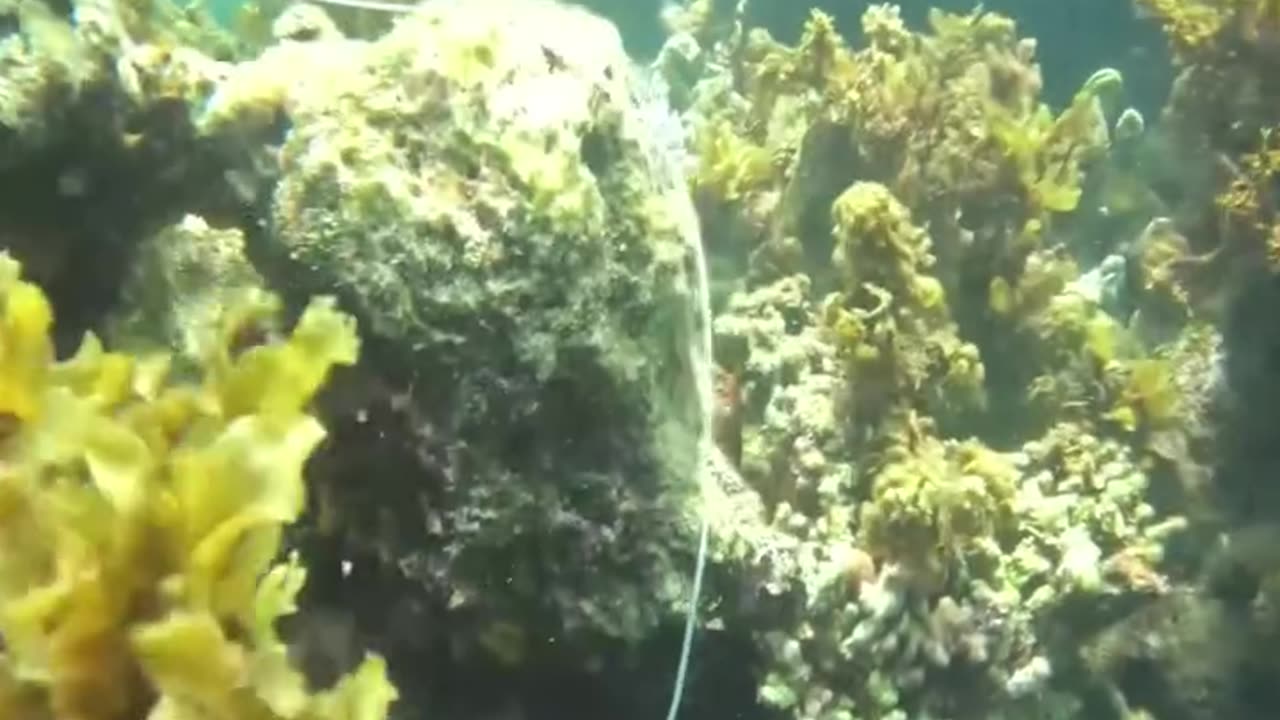 Catching these fish is very difficult