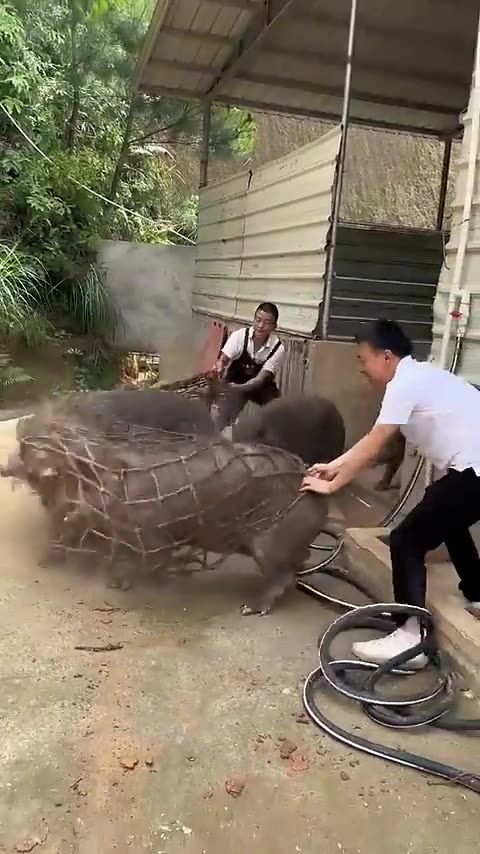 How To Catch Boar With Net In Farm #pig #pigfarmvideo #viral #viralvideo #boar #wildboar #wildlife