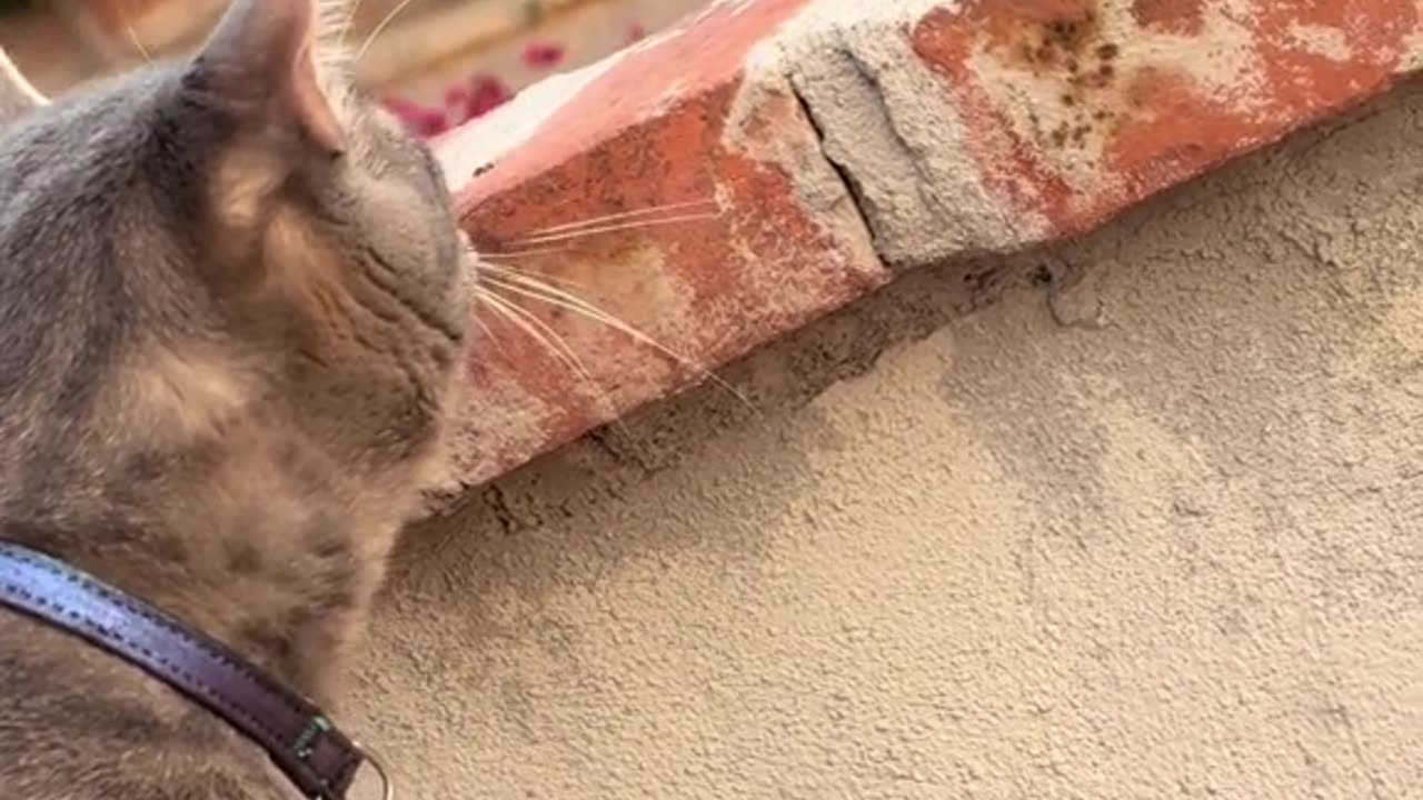 The cat was bullied by the bird