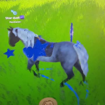 My tack set on wild horse islands stardust
