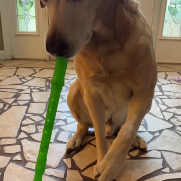 This is Brewski. He had a song in his heart and simply couldn't hold it in.