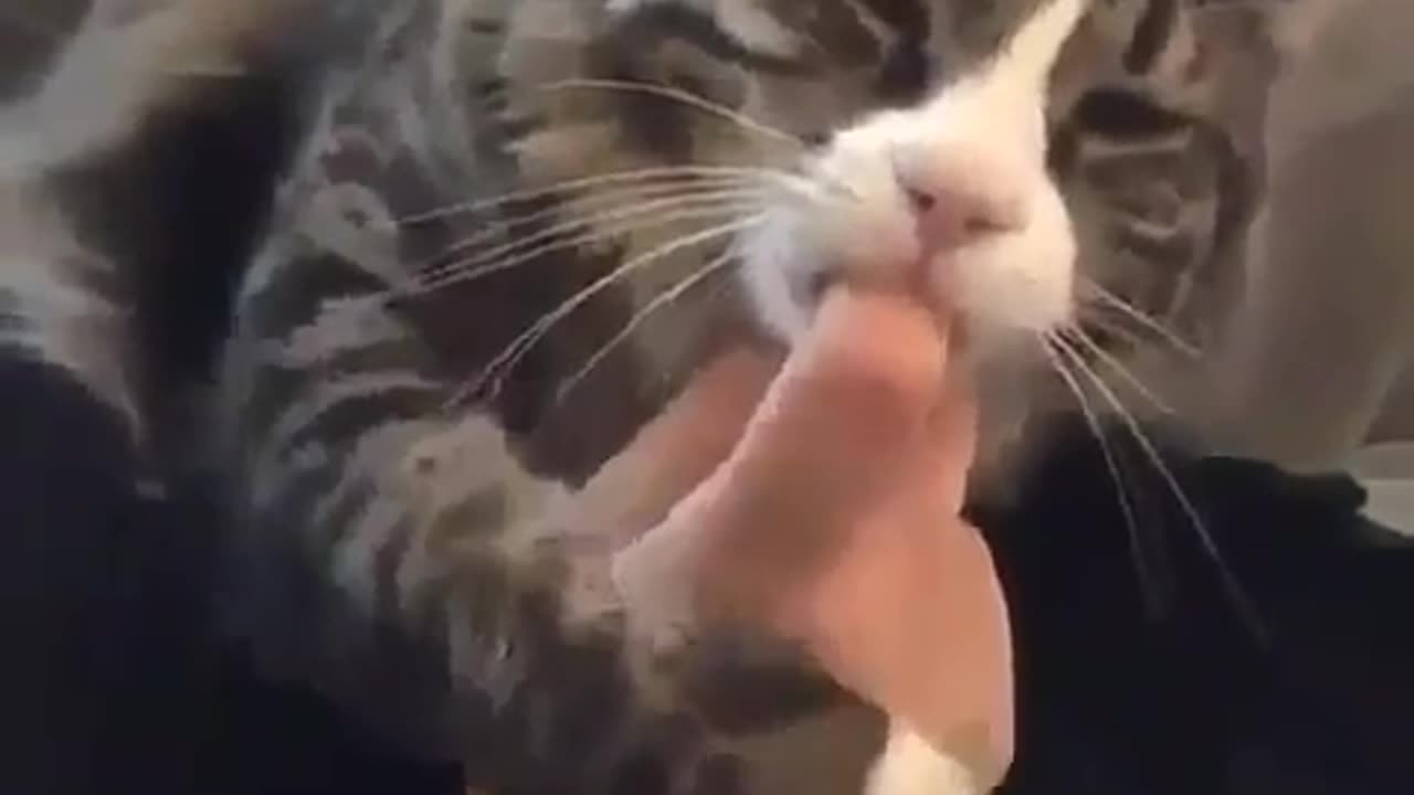 Funny Animal Video: Cuty kitty