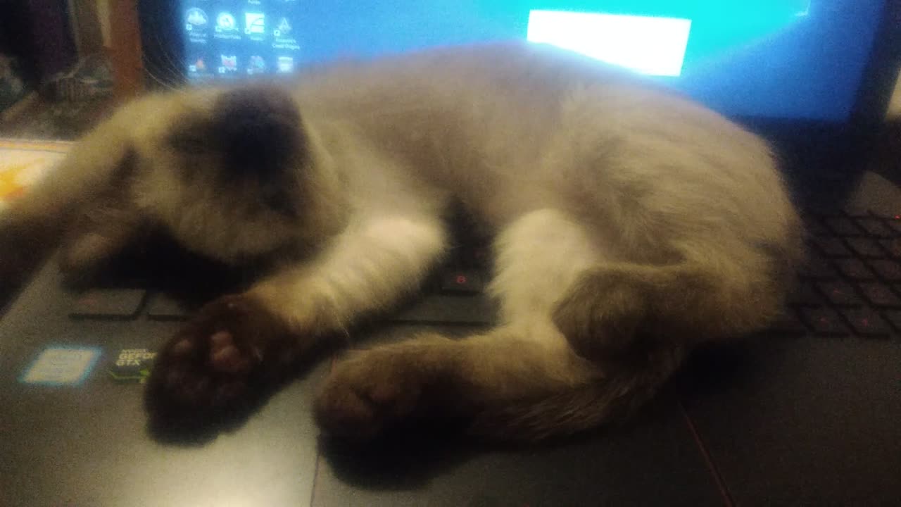 Tiny kitten wakes up to sleep some more, Meimei has a hard life #Meimei #山莓 #Cute