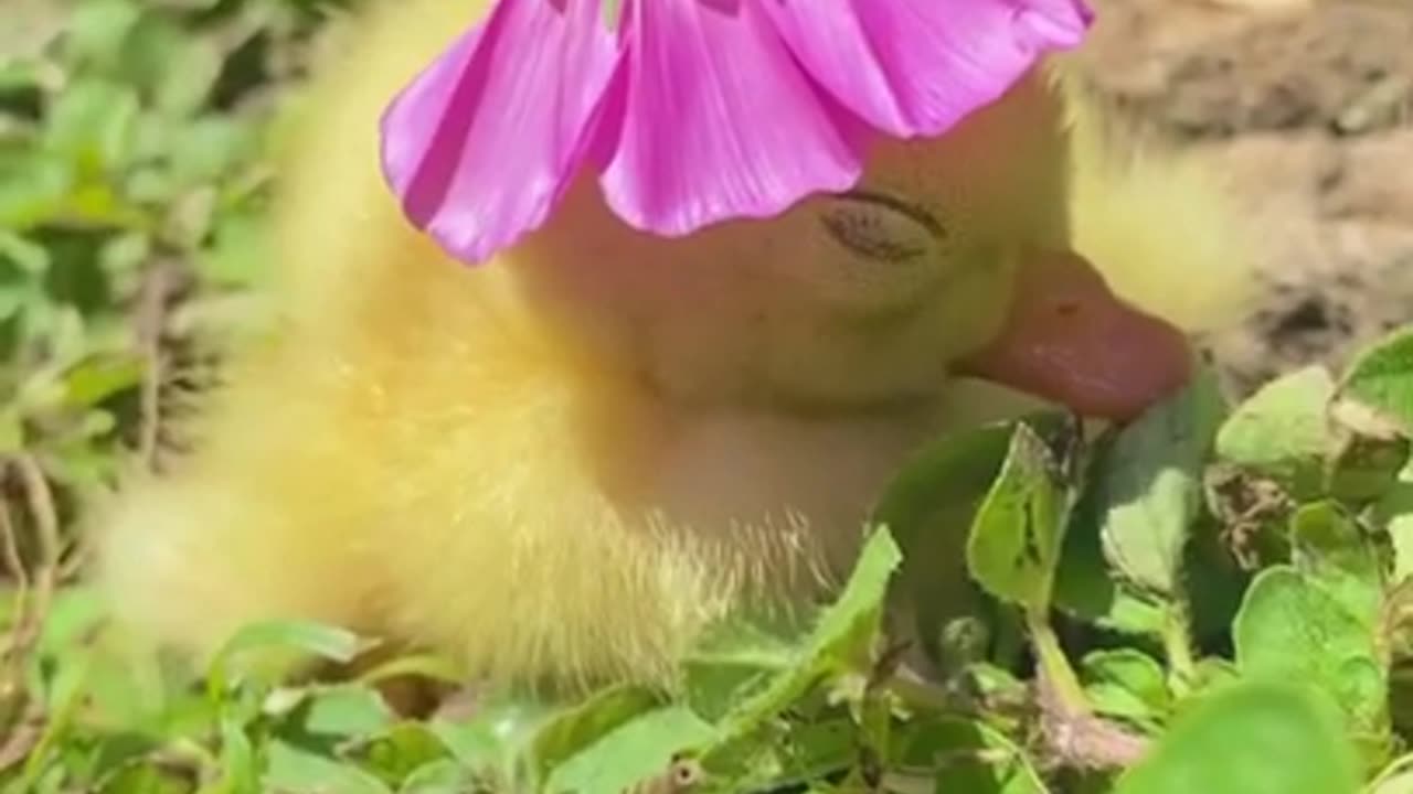 Funny And Cute Animals Short #102