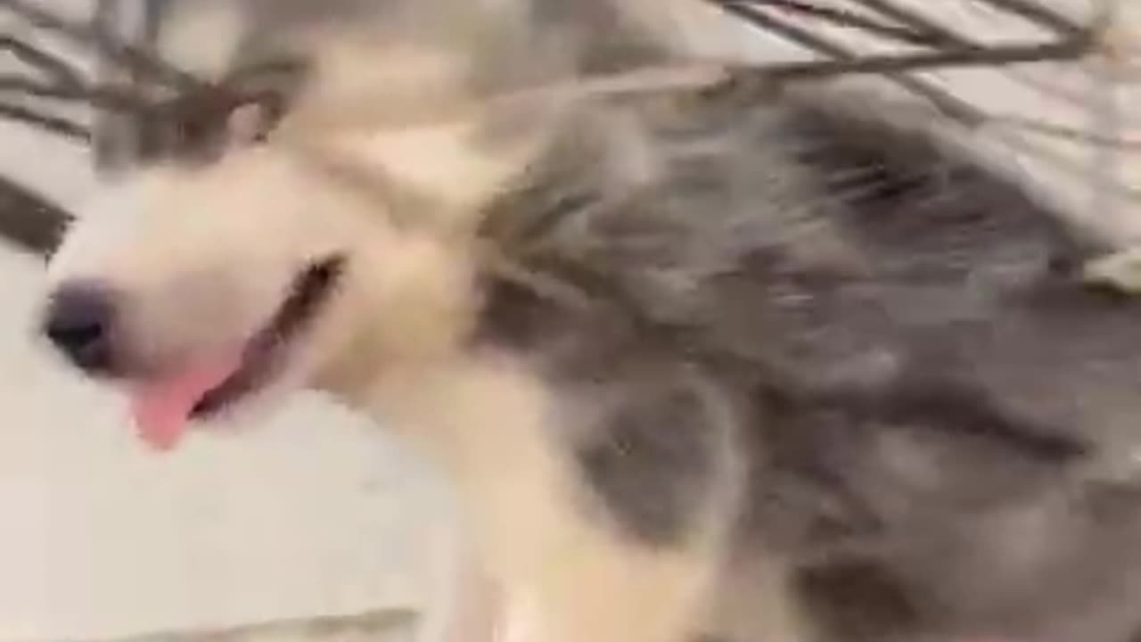 Funny animal video