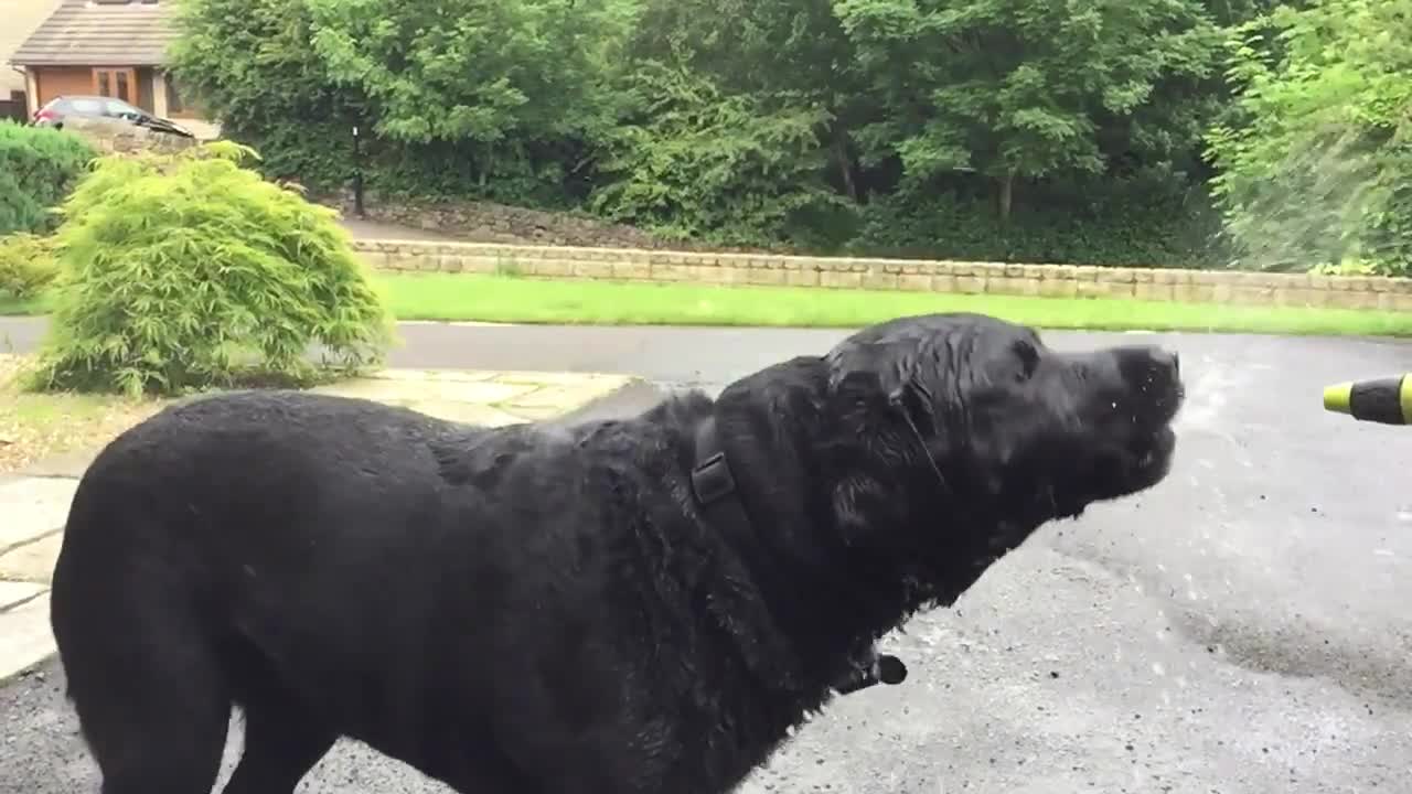 My beautiful Labrador has fun with a bath