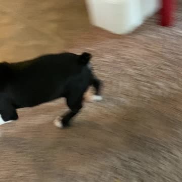 Boston Terrier Cuteness Overload