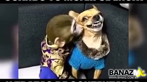 This funniest video of dogs and monkeys