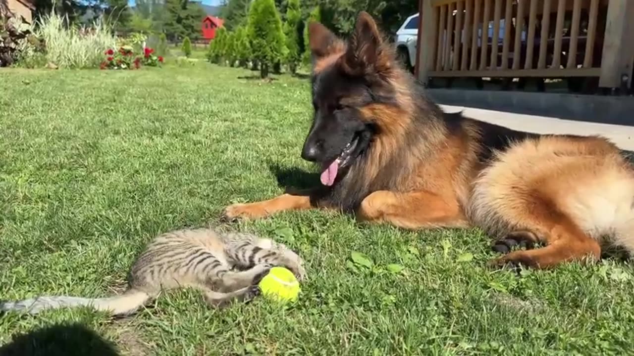 German Shepherd's Reaction to Kittens Stealing his Favorite Toy