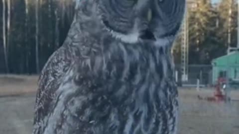 The owl outside the car looked at me curiously
