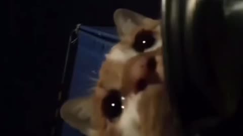 Stray Cat Crying 😘After Finally Finding Food