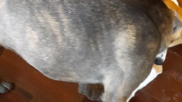 A Cubby Hole Can Not Stop The Play with Tucker Carlson and Claire Bear