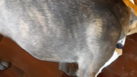 A Cubby Hole Can Not Stop The Play with Tucker Carlson and Claire Bear