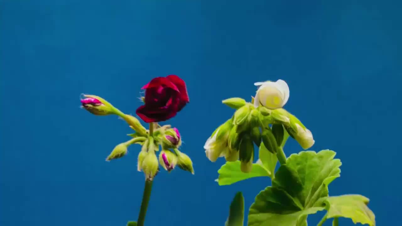 beautiful flowers -- NATIFLIX