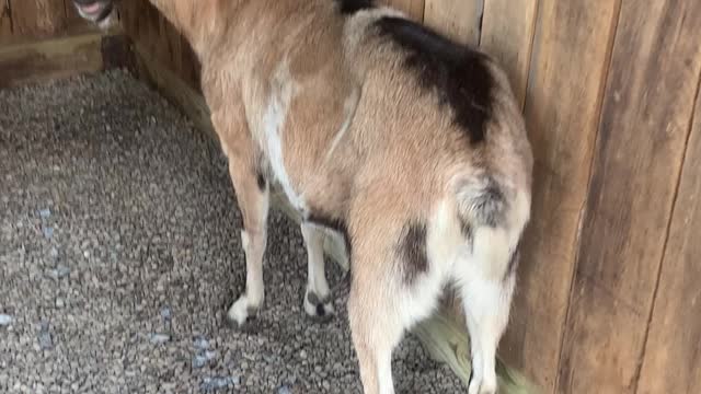 Goat Destiny Supervising Work 05.2021