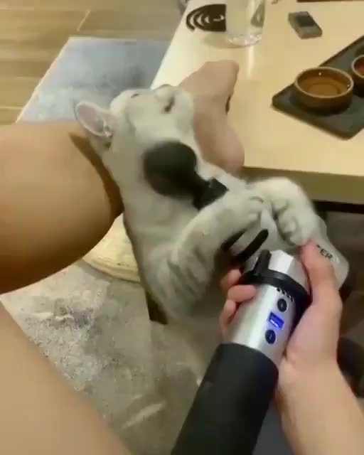 Cats that give strength to continue with life