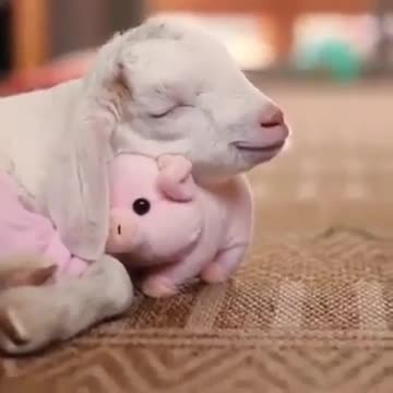 Goat Cuddling His Pig Toy