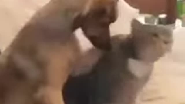look the dog quick learner