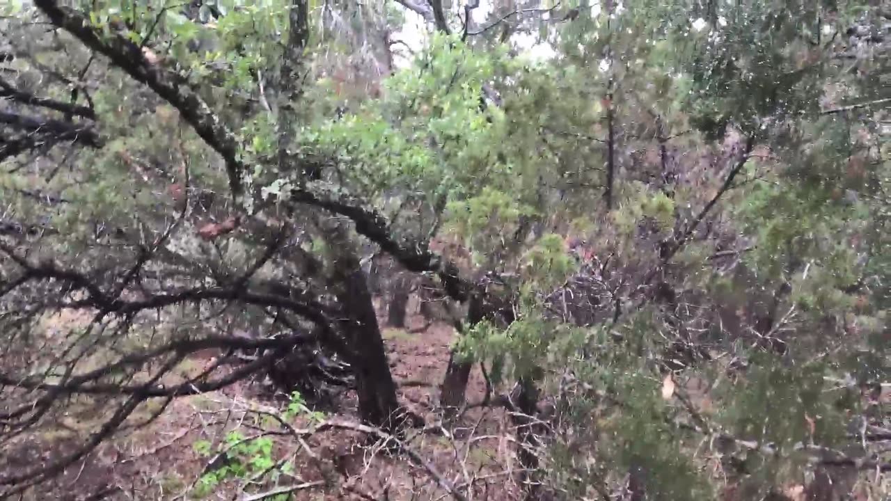 Rainy Day walk in Tx Hill Country