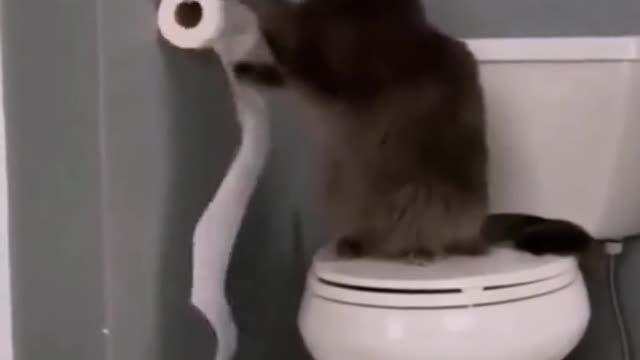 Funny moments of cat