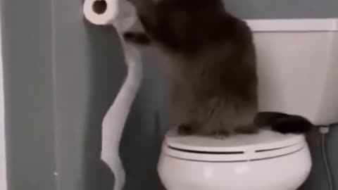 Funny moments of cat