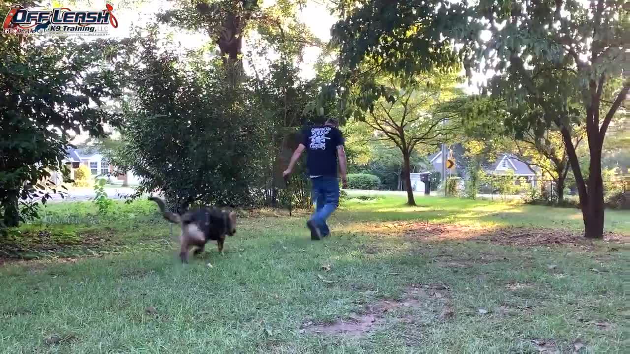 Oslo 5 Month Old German Shepherd Dog Training