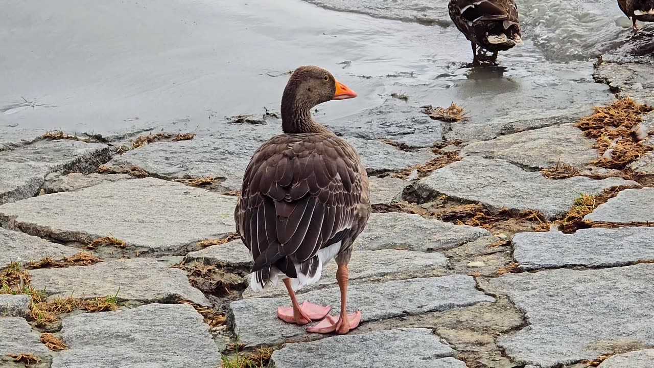 Beautiful goose walking along the river bank / beautiful water bird in nature.