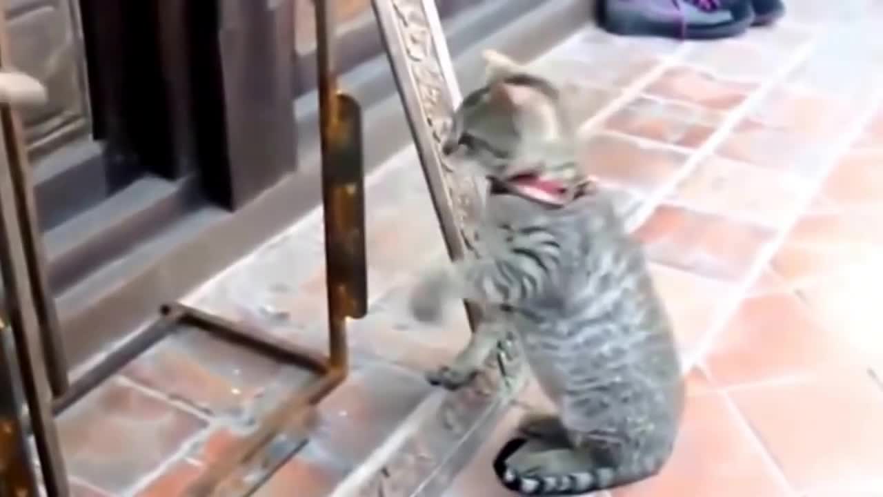 Funny cat