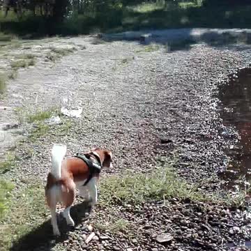 funny dog funny video try not to laugh Jack Russel mix the funniest dogs lovely dogs world