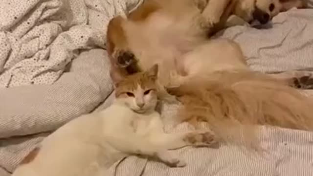 Lovely Cat, black cat, cats, funny cats, funny cat videos - dog anoying cat