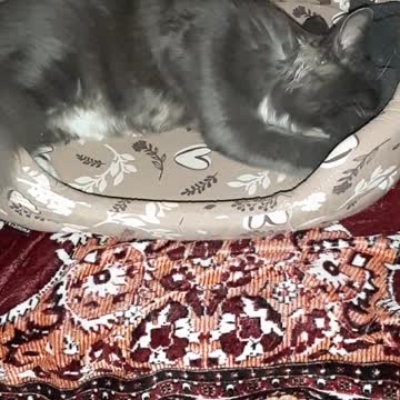 Котята долго вспоминают маму....