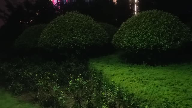 At night, the trees begin to rest