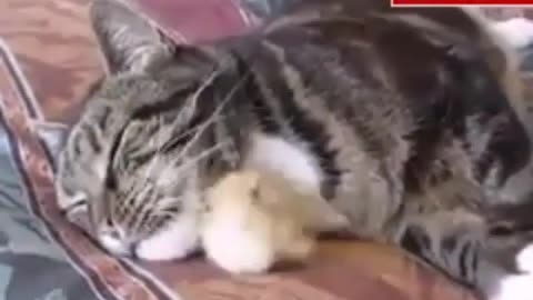 Best Cats and Funniest Moments