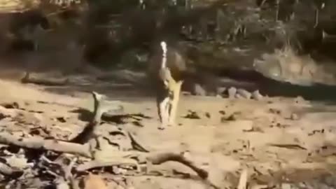 Cheetah Pretending Not To Notice Prey