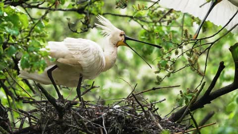 Lovely animals, beautiful environment, care for the Earth 2