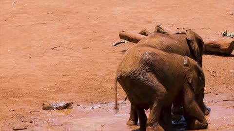 Elephants