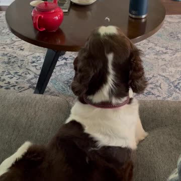 Springer Spaniel Watching Springer Spaniels on DOG TV! #shortsviral #shortsvideo #springerspaniel